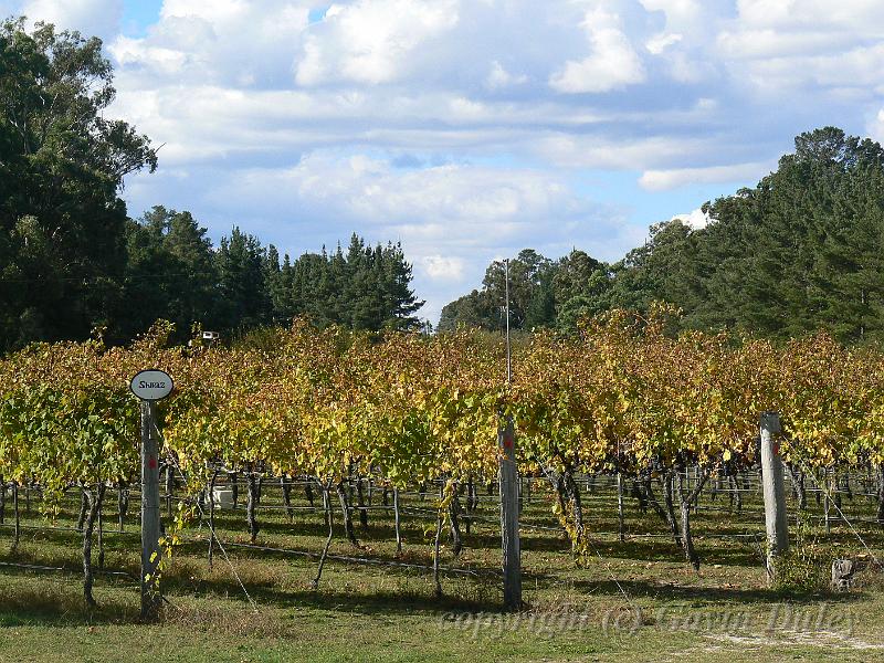 Shirza, Boireann vineyard P1070985.JPG